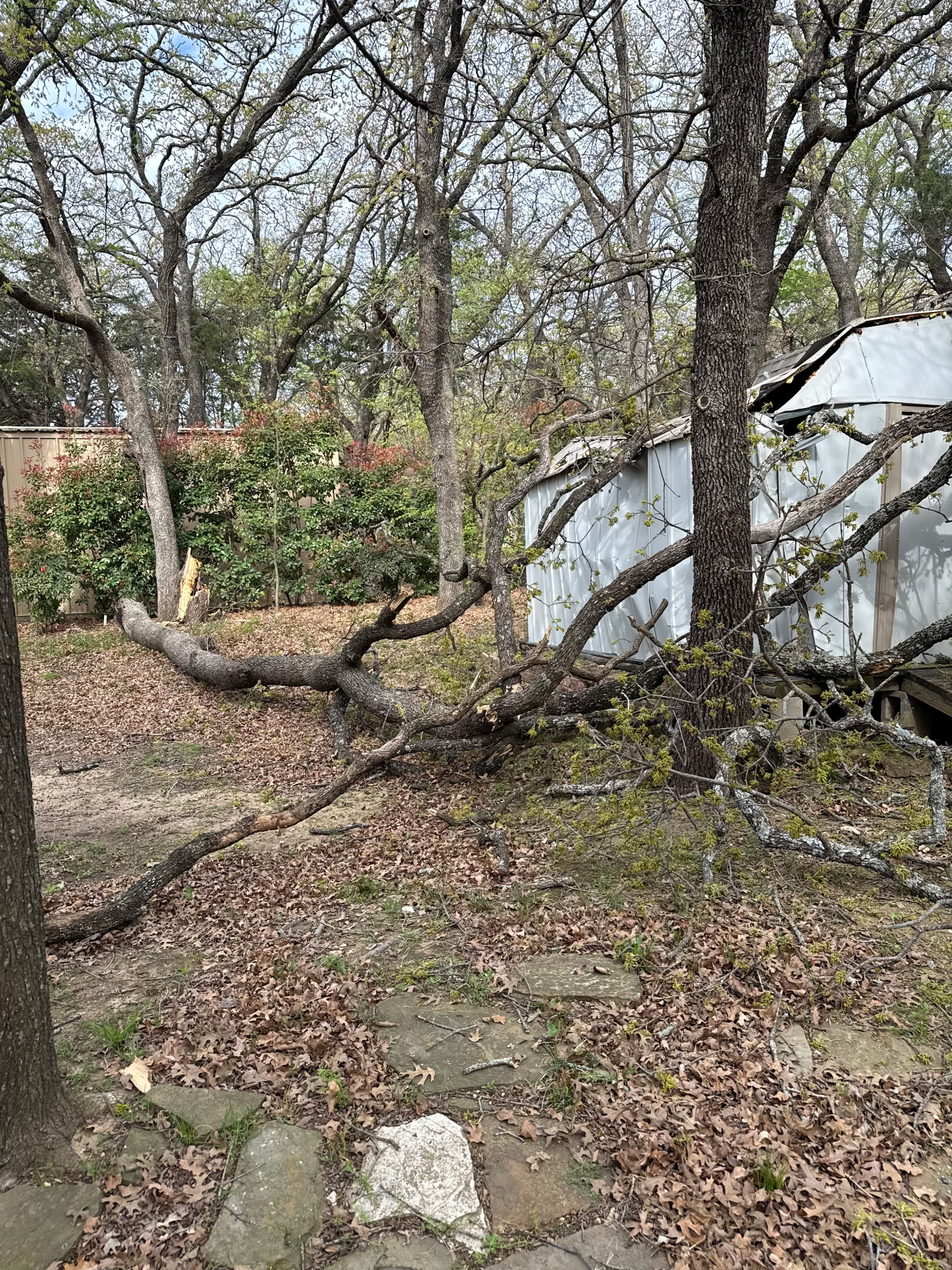 Storm damage tree removal Grayson County TX service