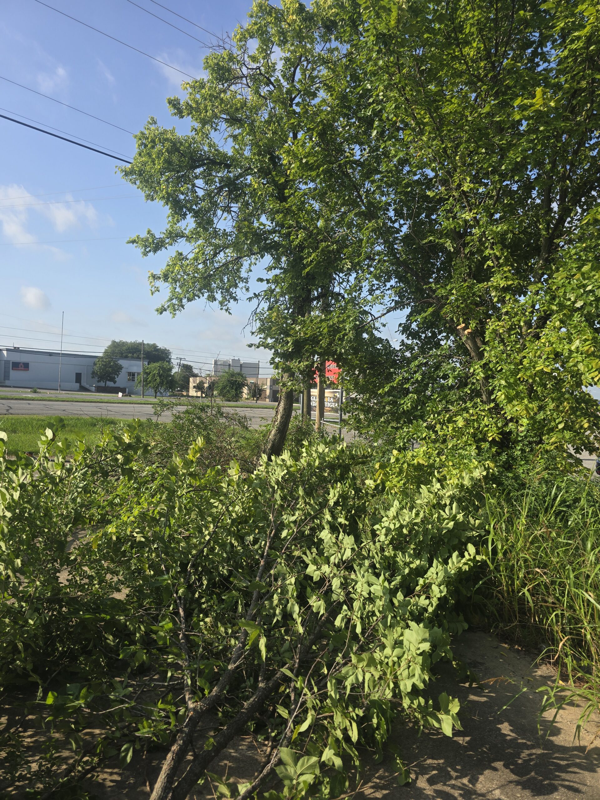 Storm damage tree removal in Howe TX