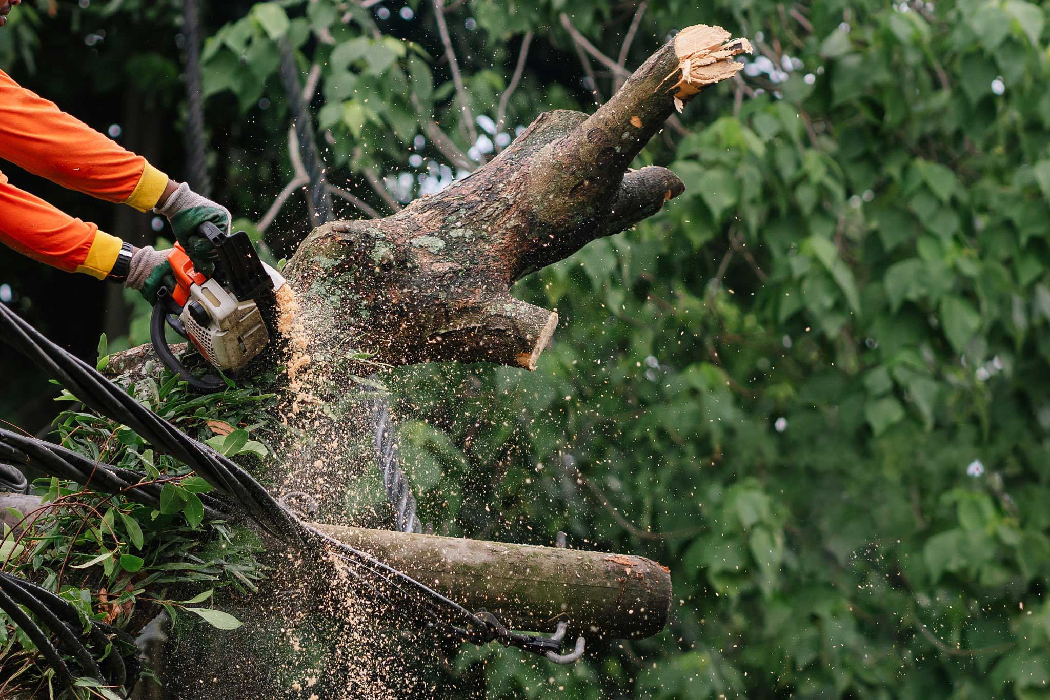 Hazardous tree removal service for safer properties