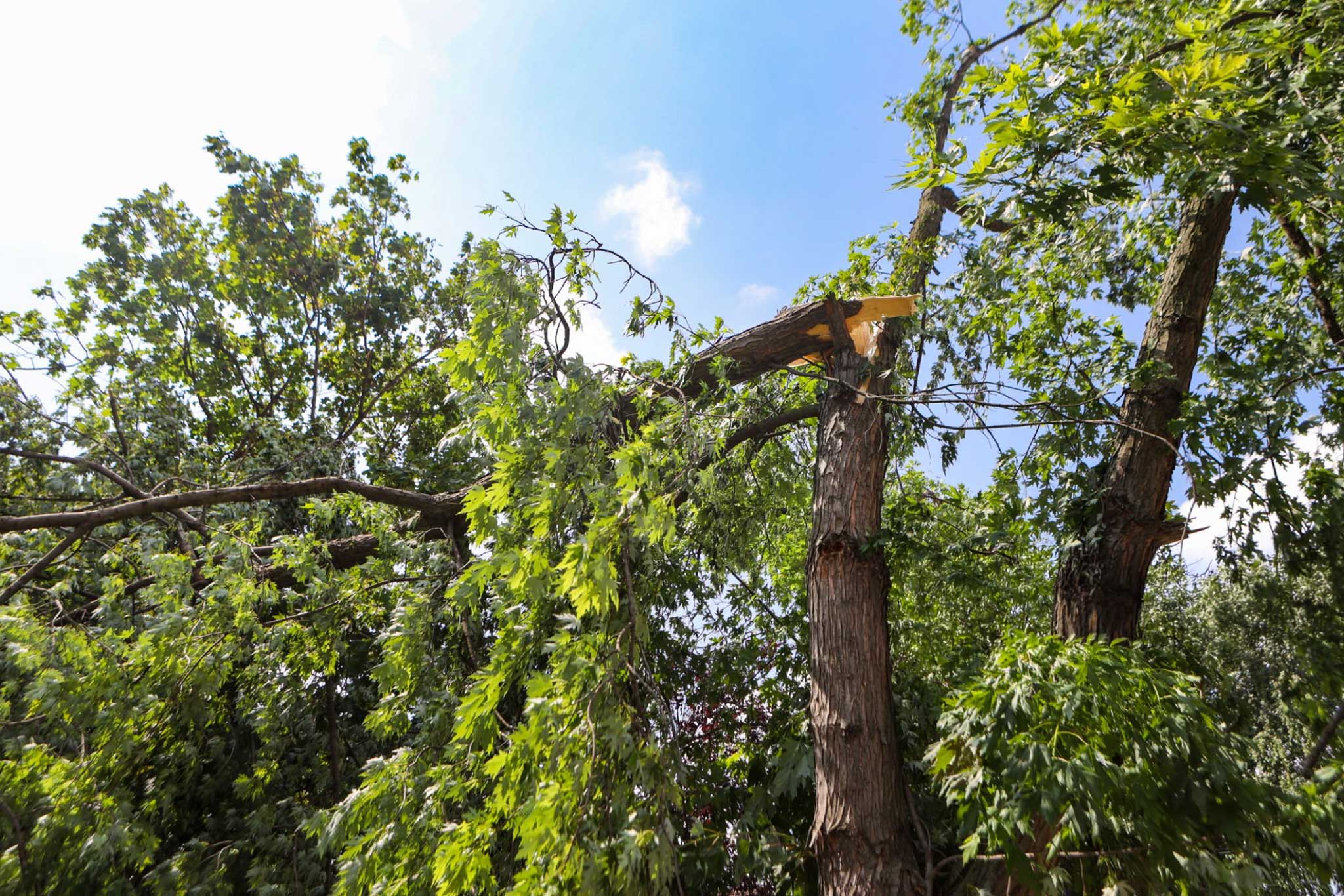 tree removal prosper tx