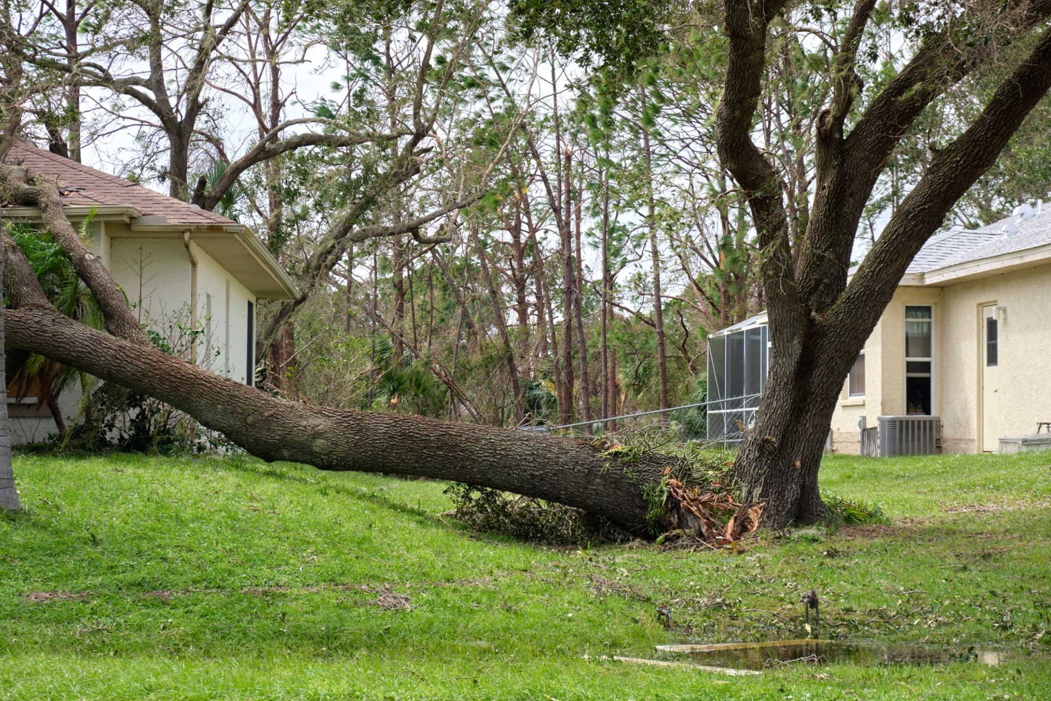 Tree company Texas team delivering professional outdoor service