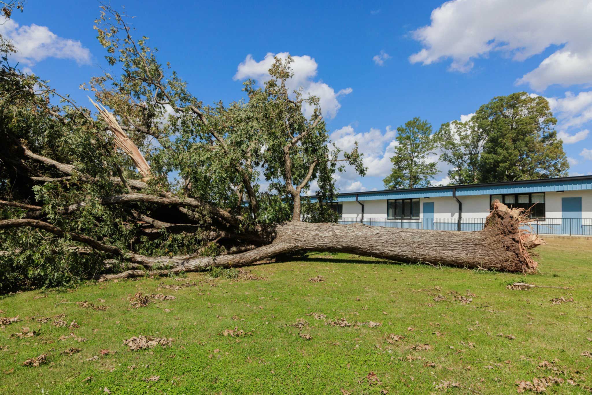 Tree removal in Howe TX