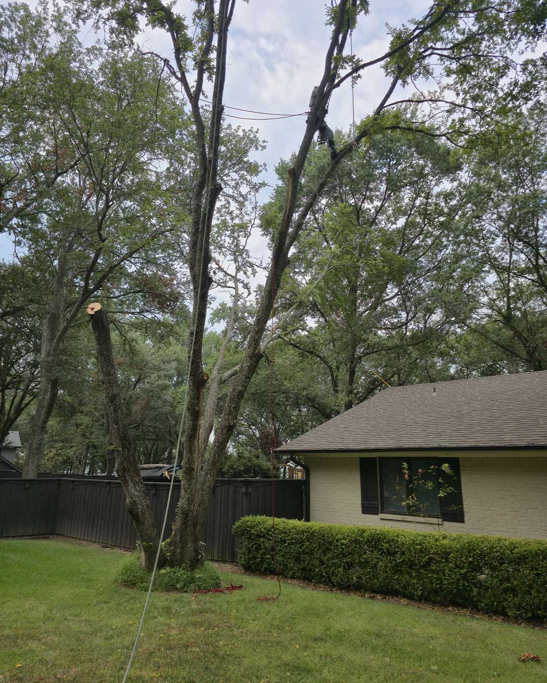 tree removal prosper tx