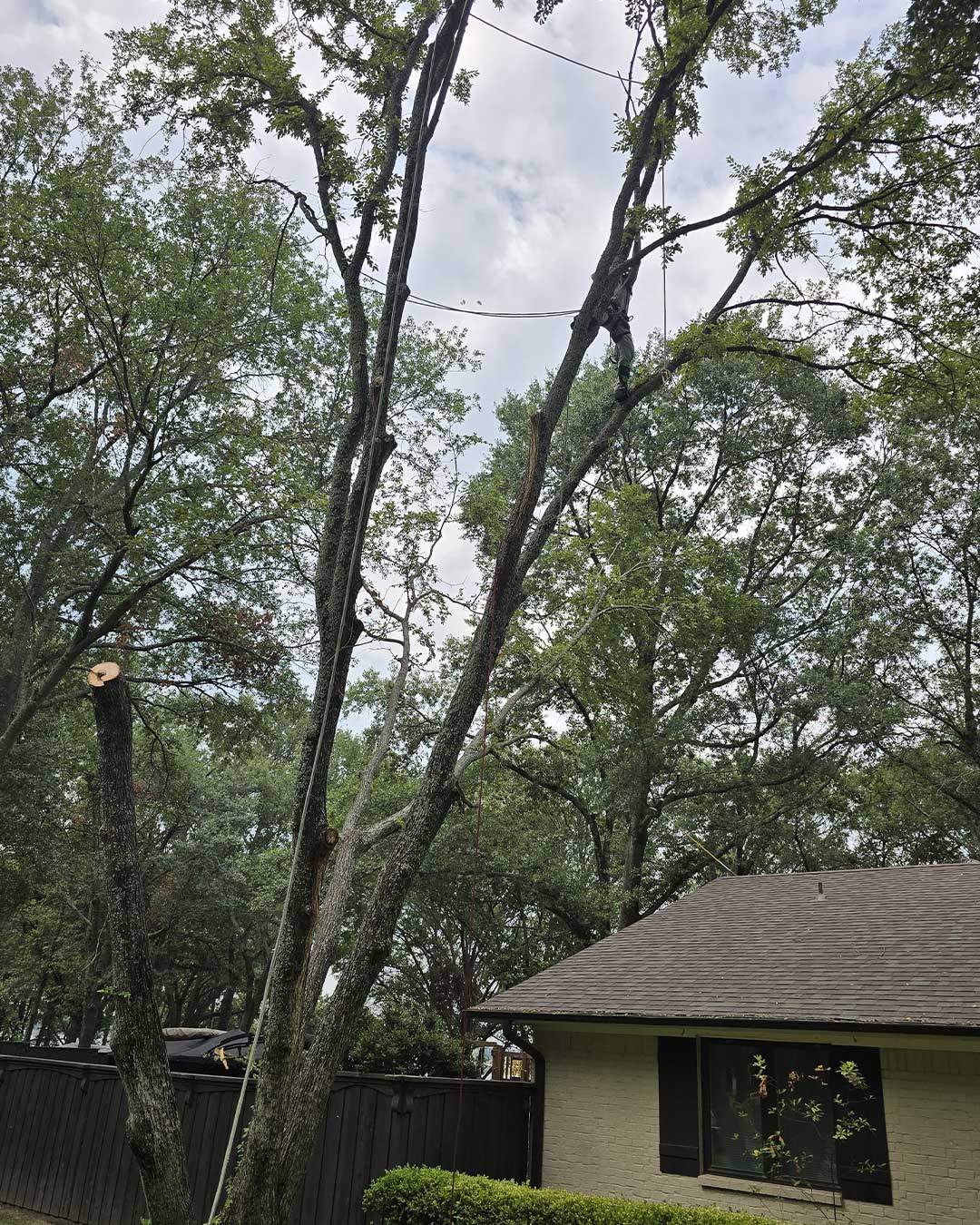 Tree company Texas team performing safe tree removal