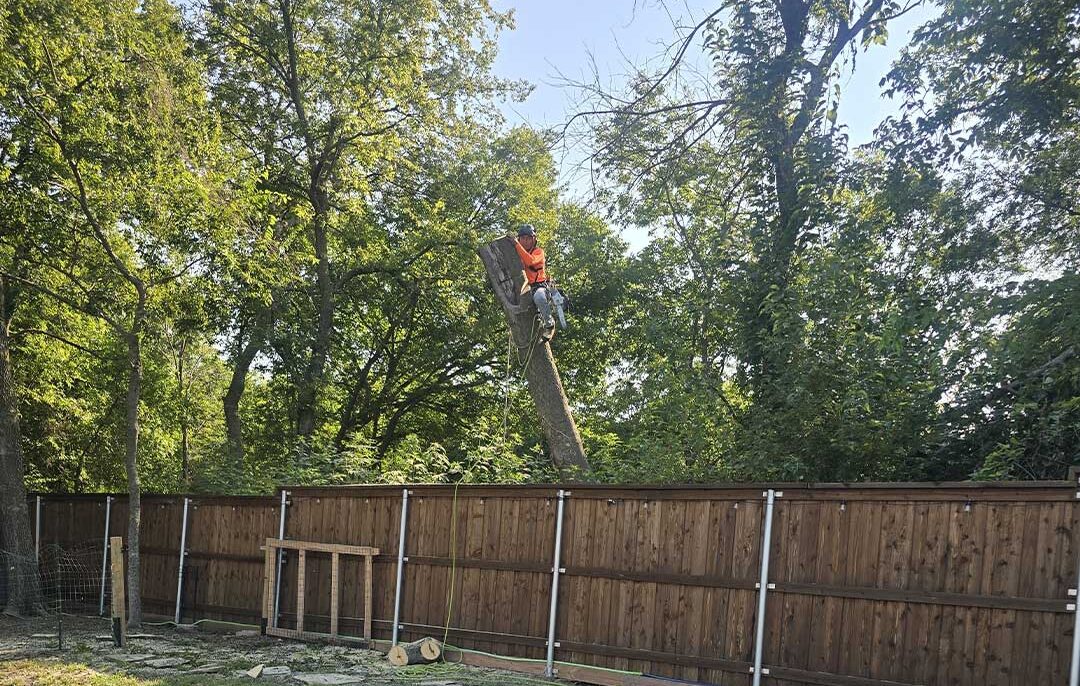 tree service pilot point tx