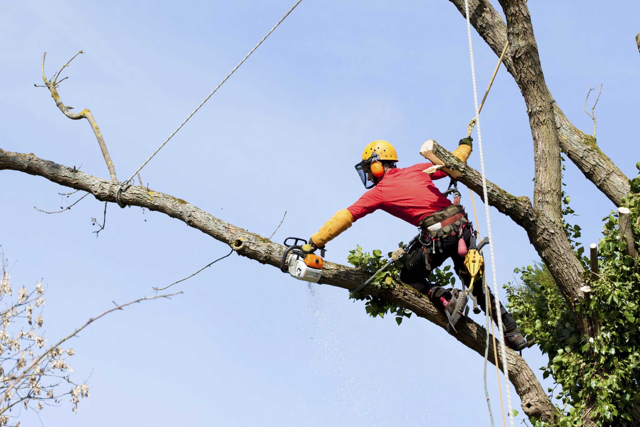 tree service mckinney tx