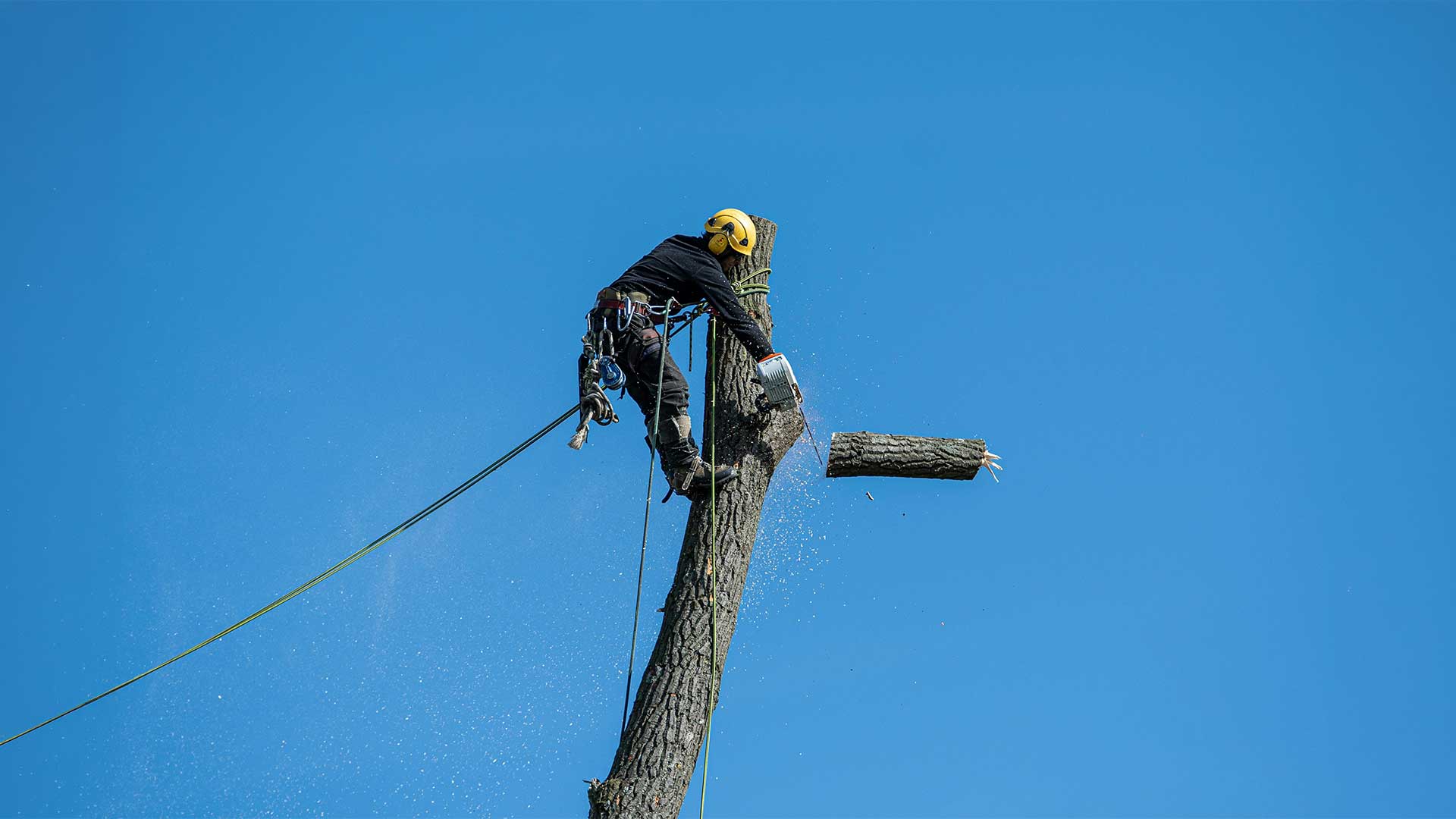 tree service pilot point tx