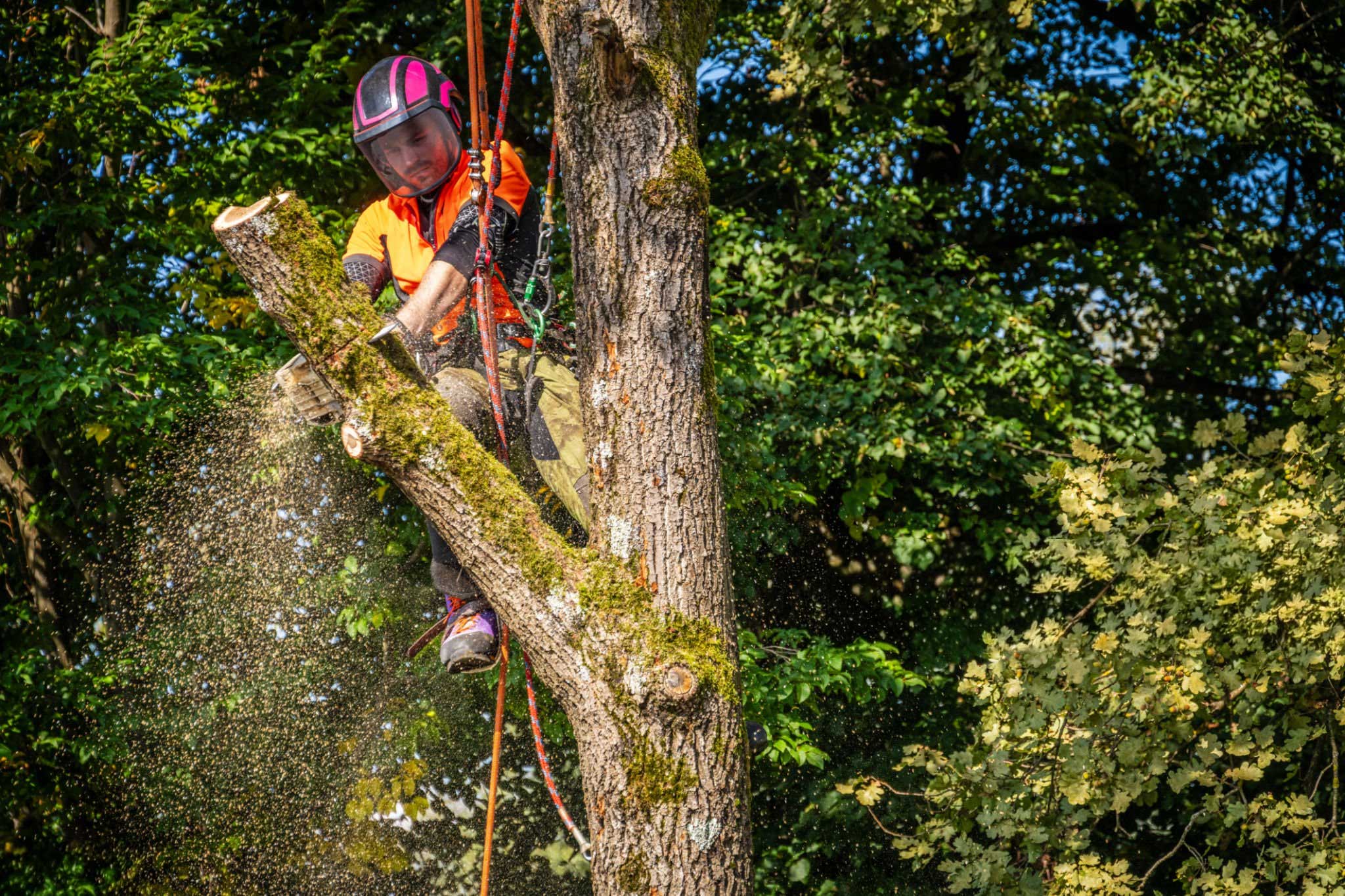 Tree Service Southmayd tx