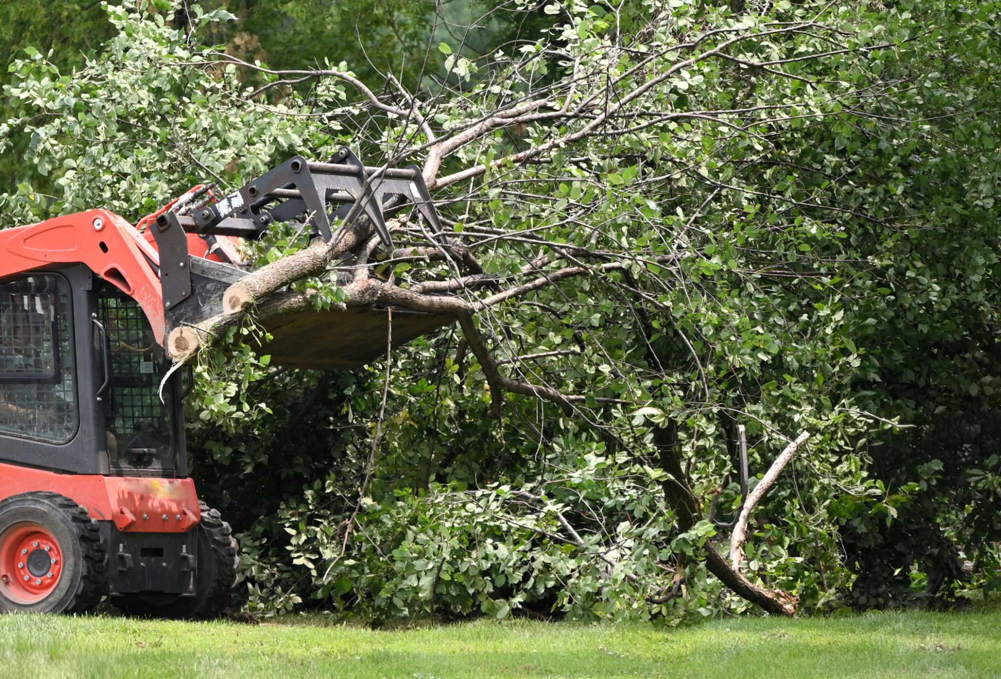 tree removal prosper tx