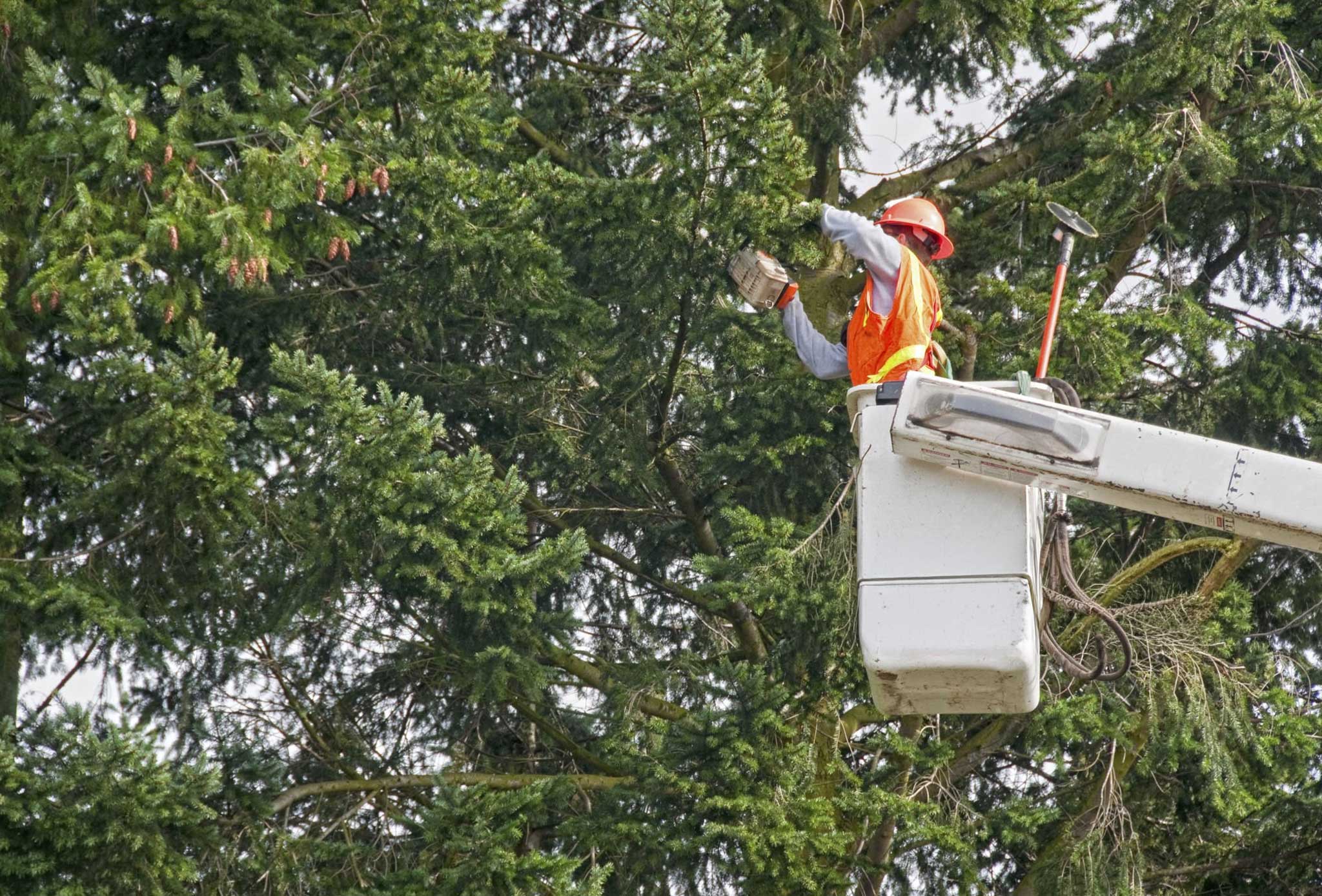 tree service pilot point tx