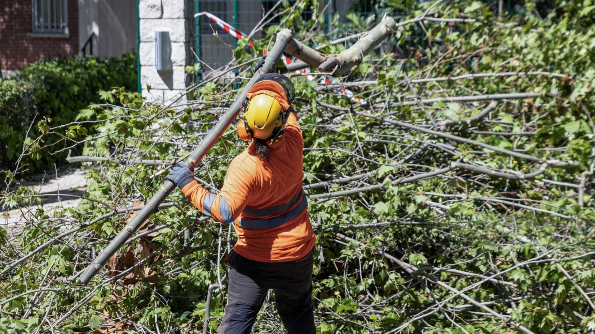 tree service pilot point tx