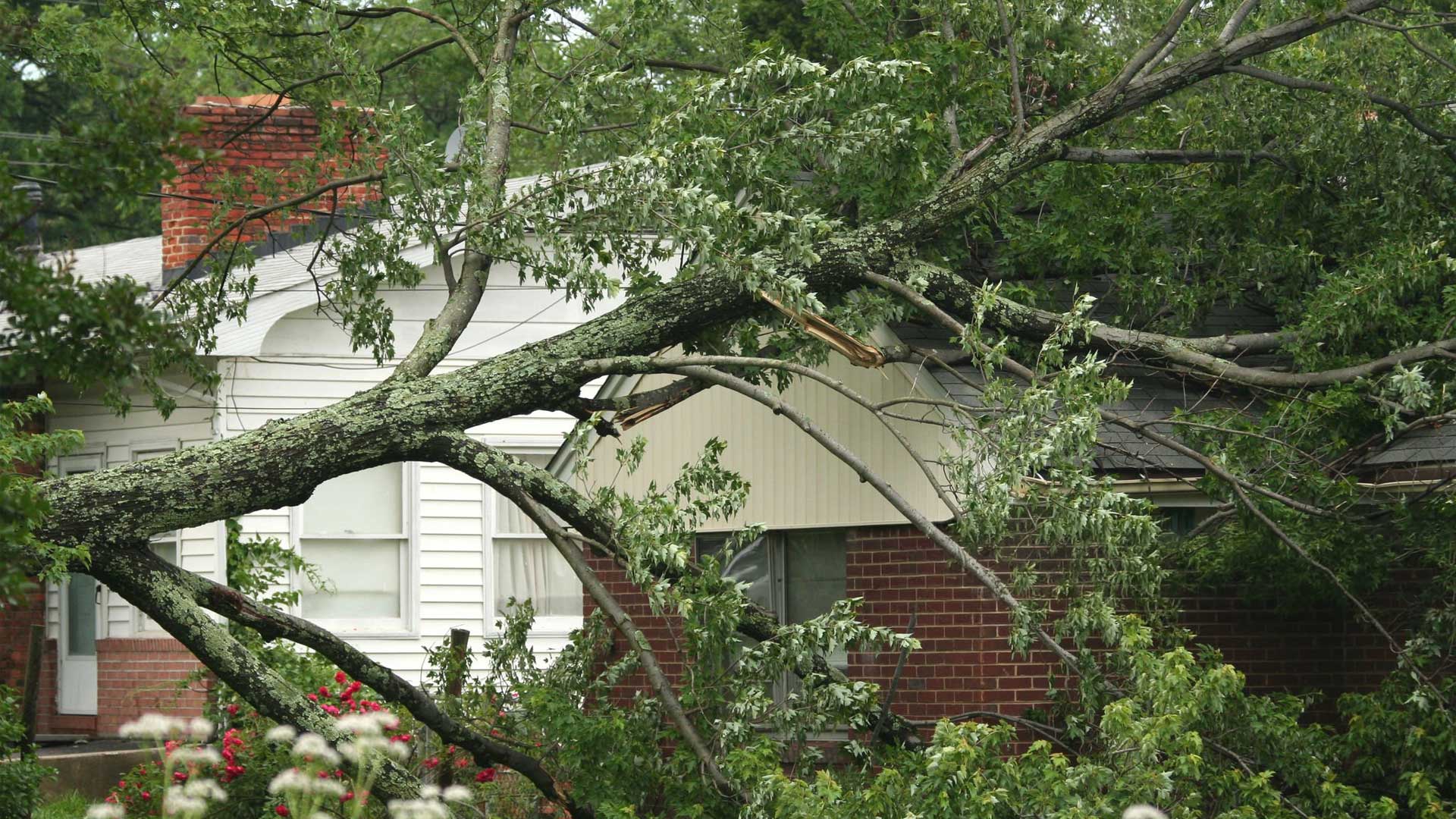 Tree Service PrestonTX