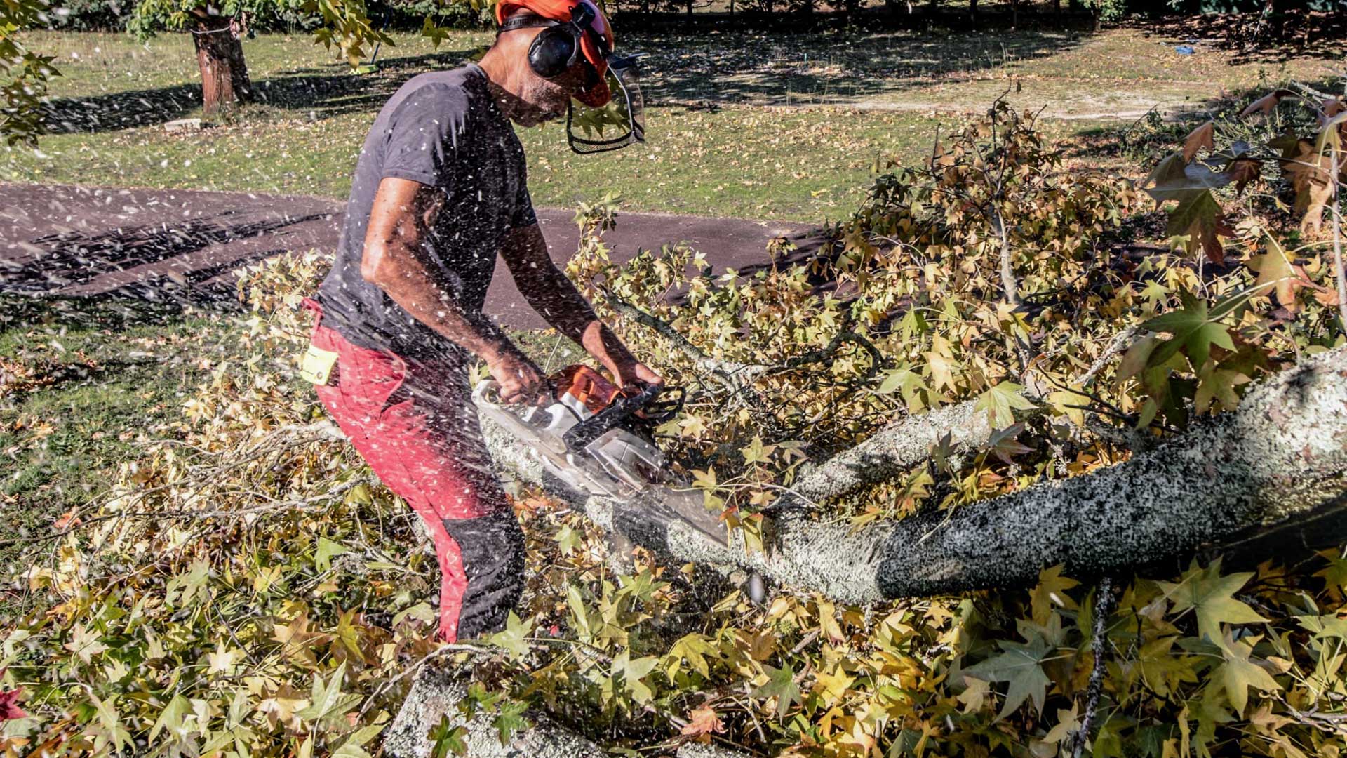 Tree Care Company Knollwood TX