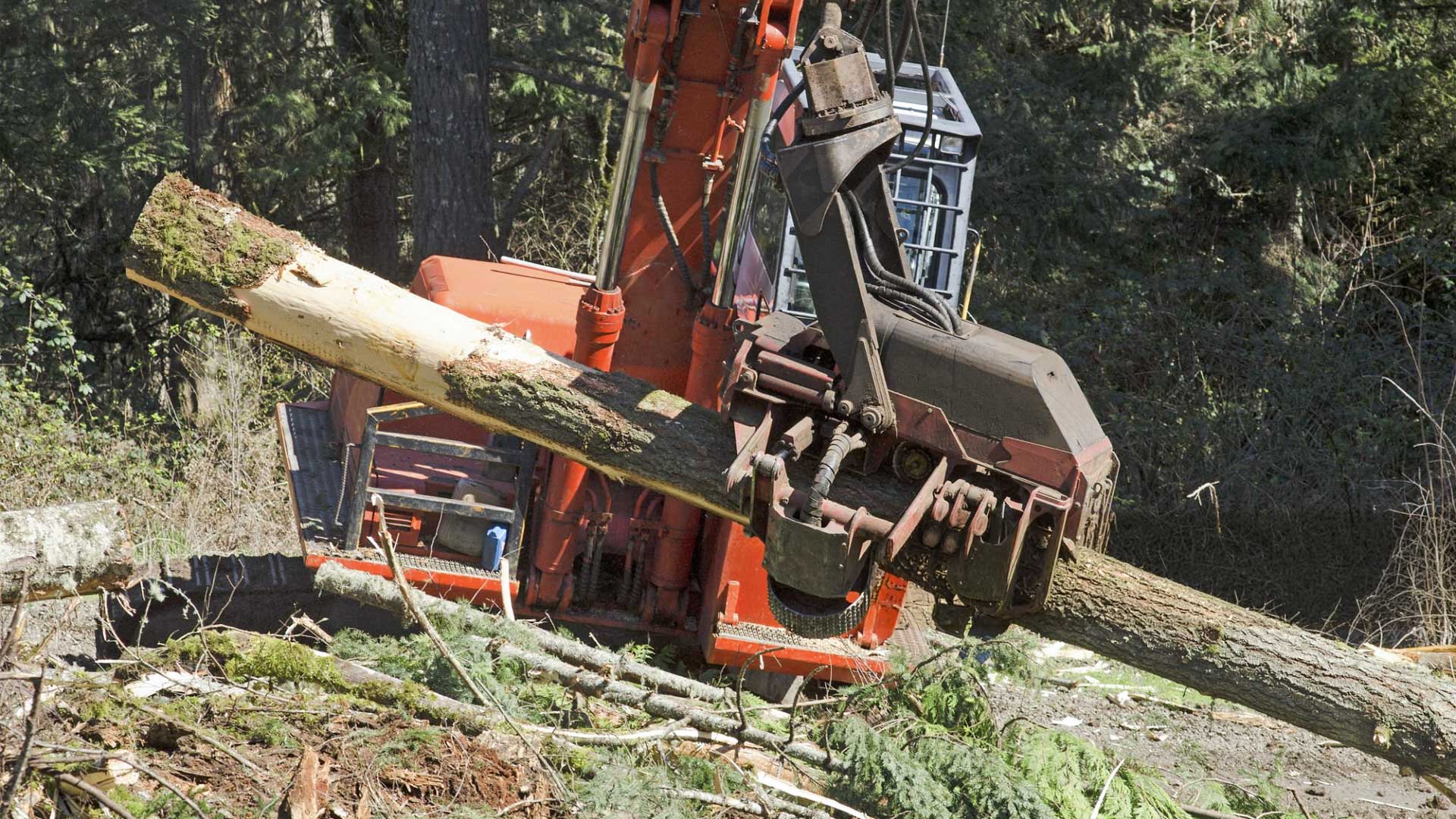 Tree Service Woodbine TX