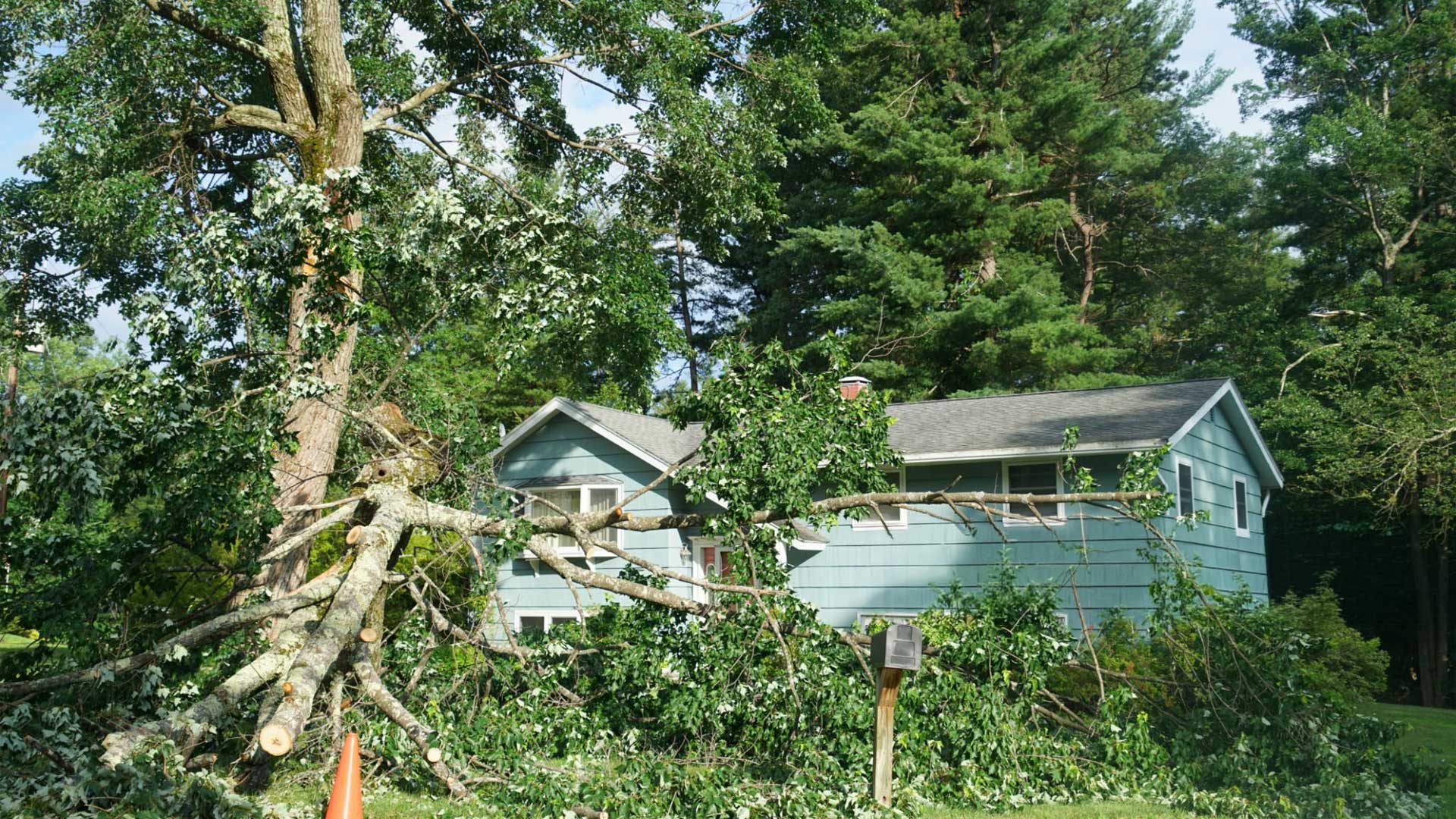 tree service pilot point tx