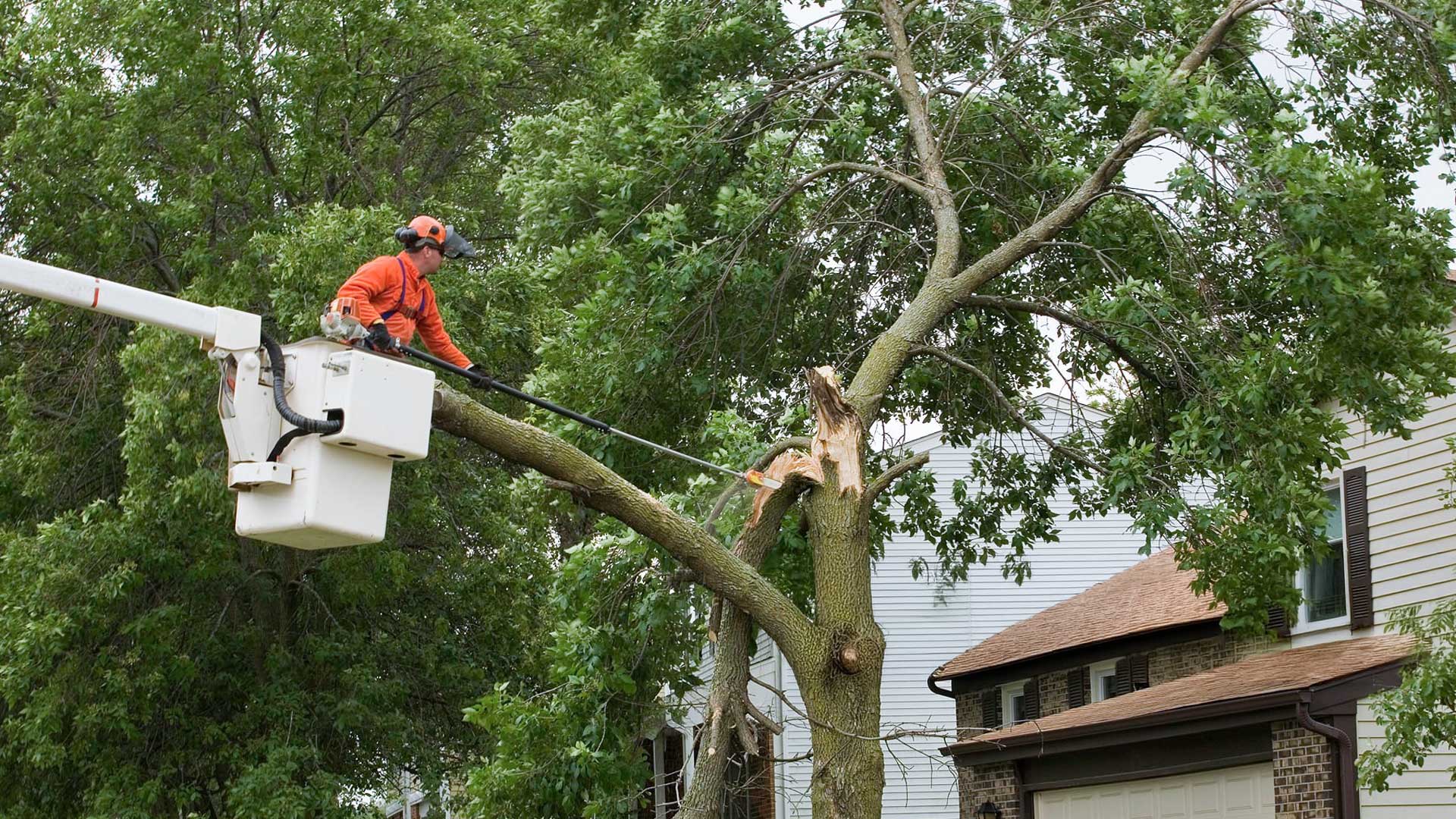 Tree Service Southmayd tx