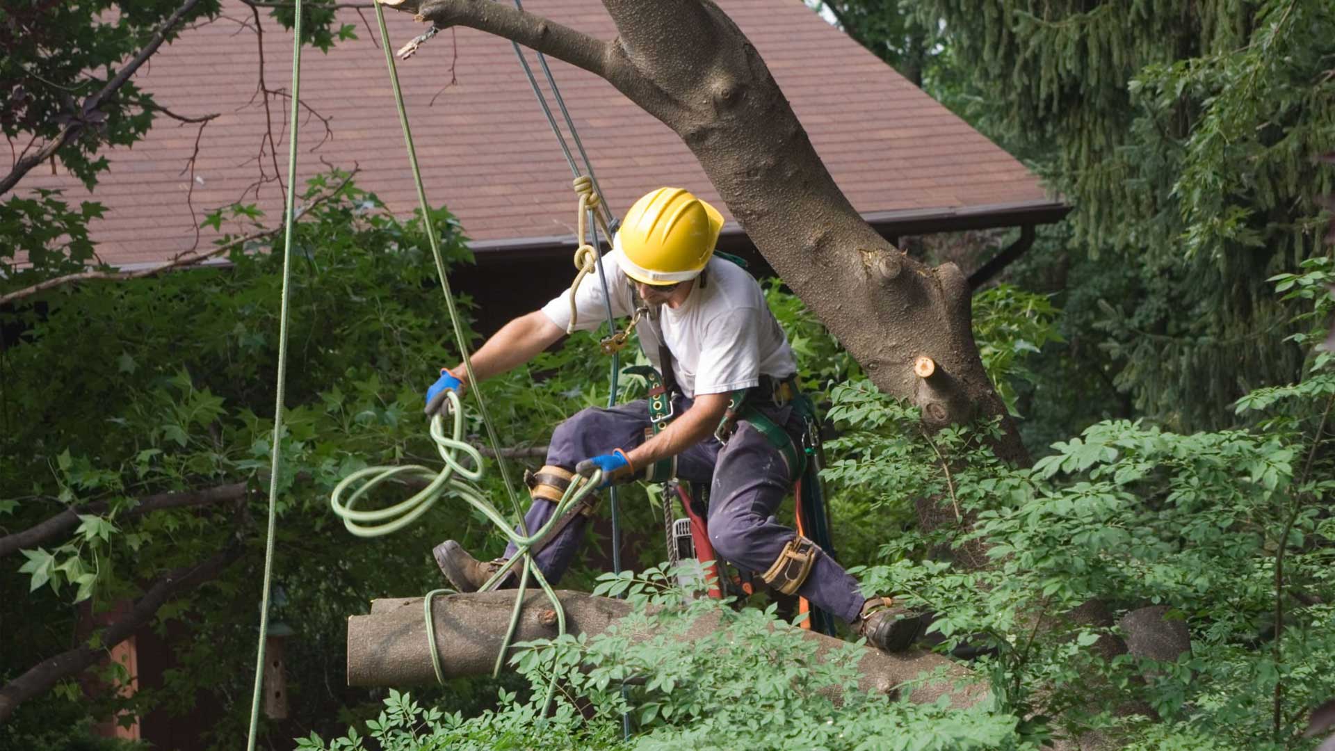 tree service pilot point tx