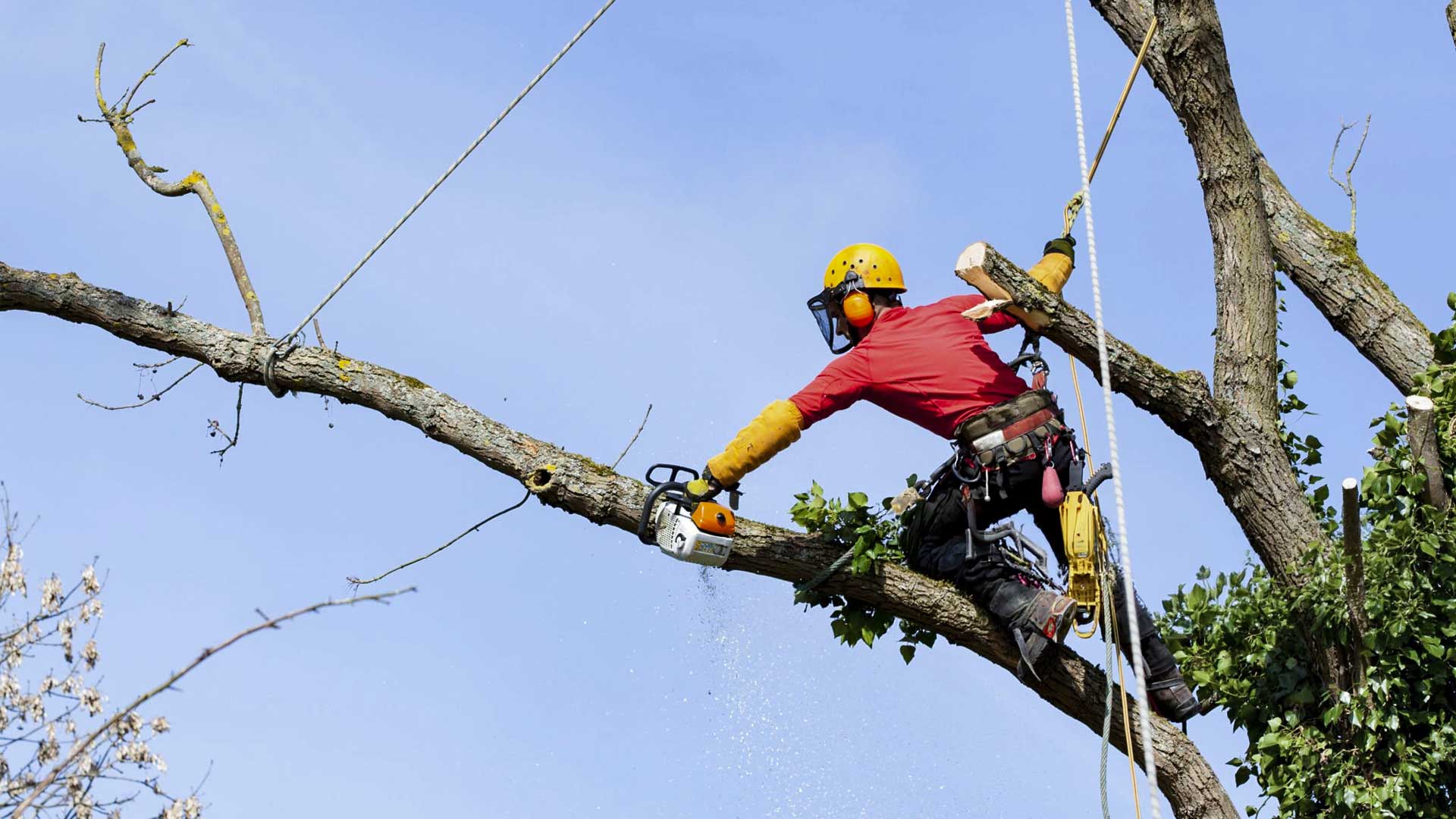 Tree Service PrestonTX