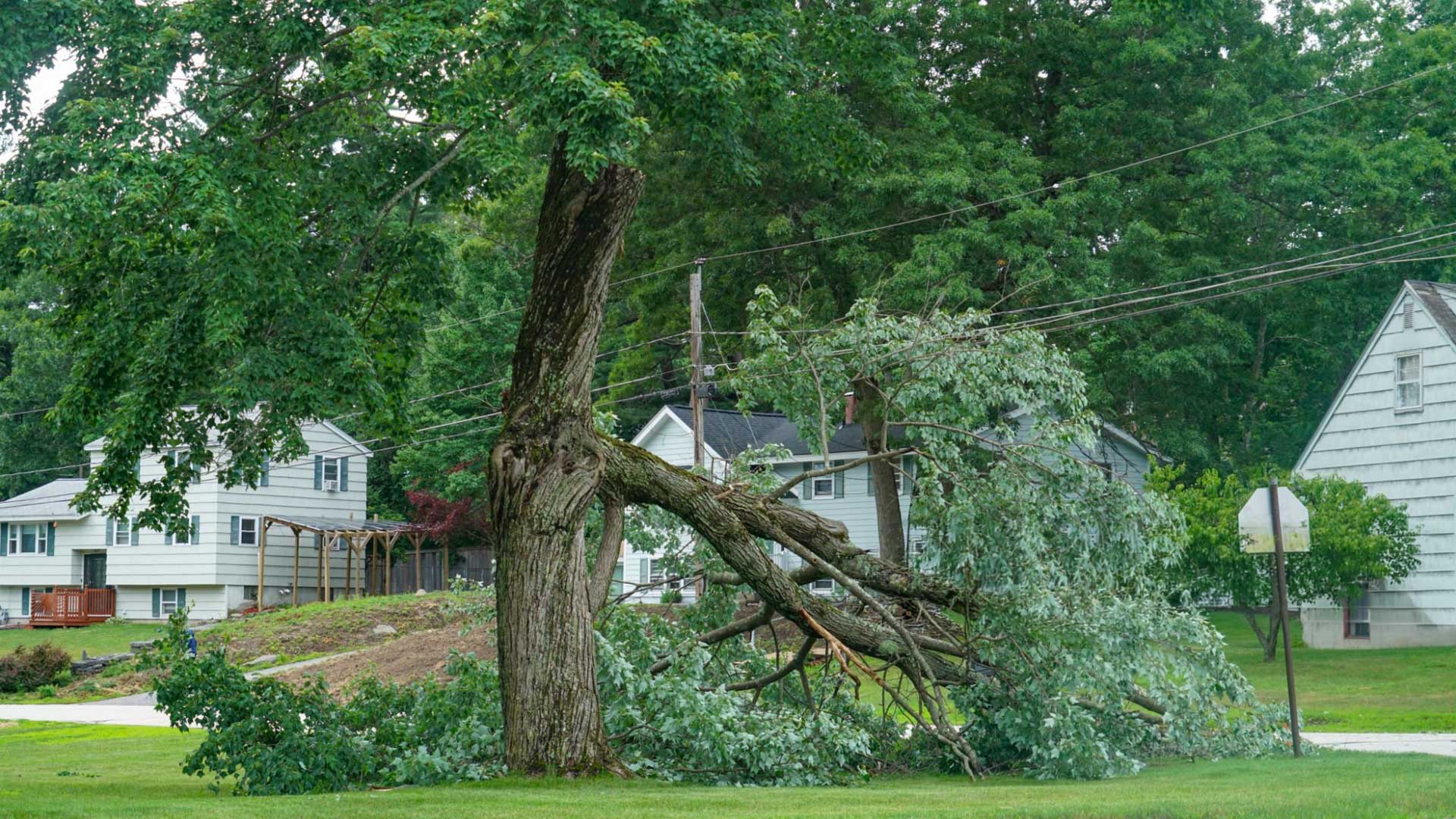 Tree Care Company Knollwood TX