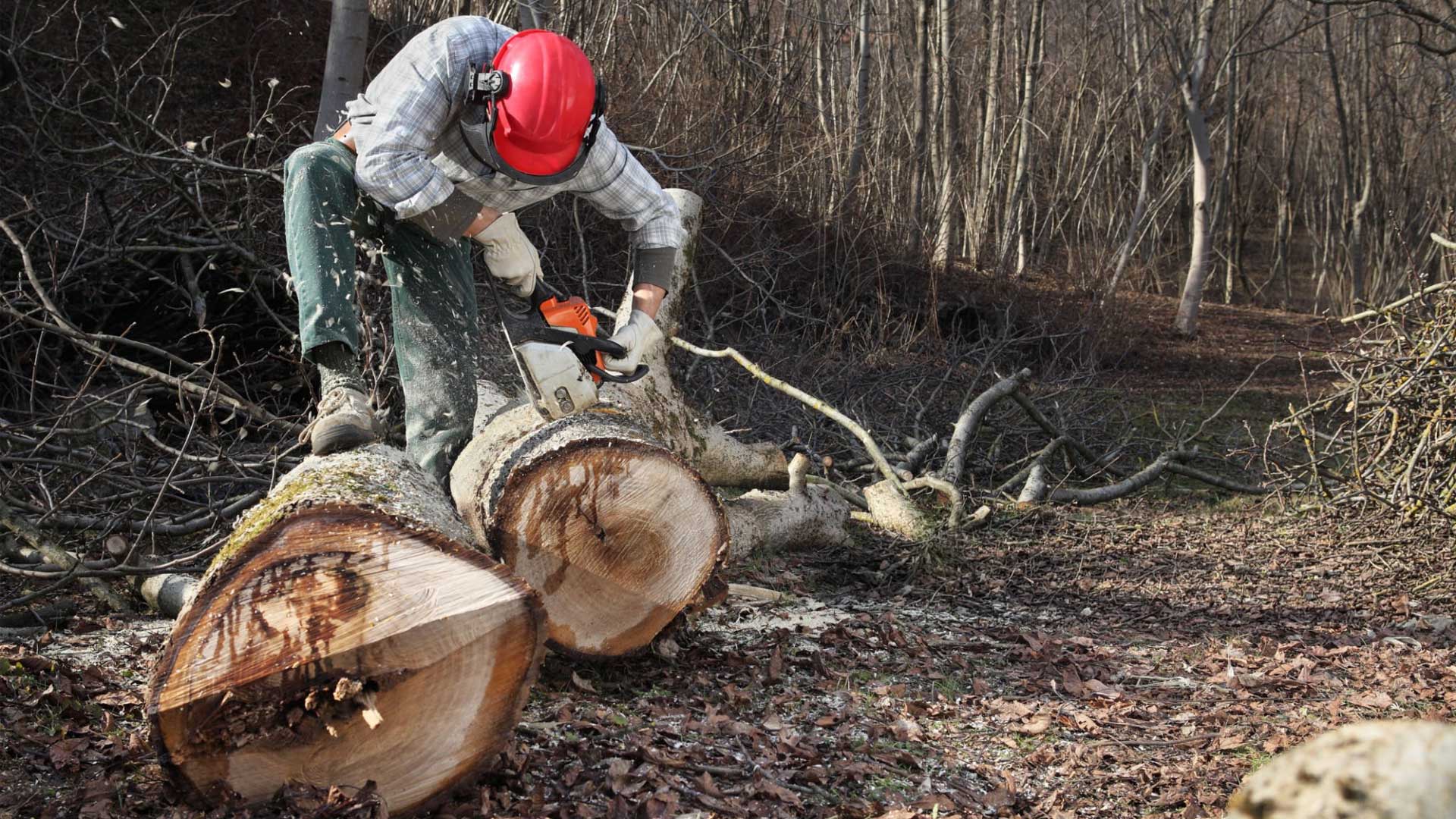 tree service mckinney tx