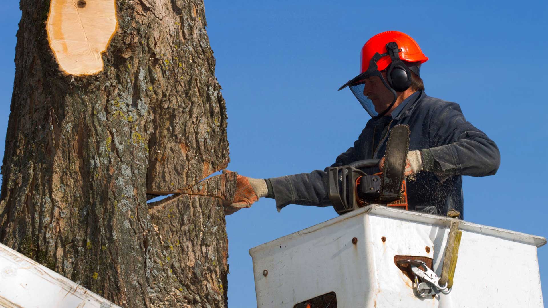 Tree Care Company Knollwood TX