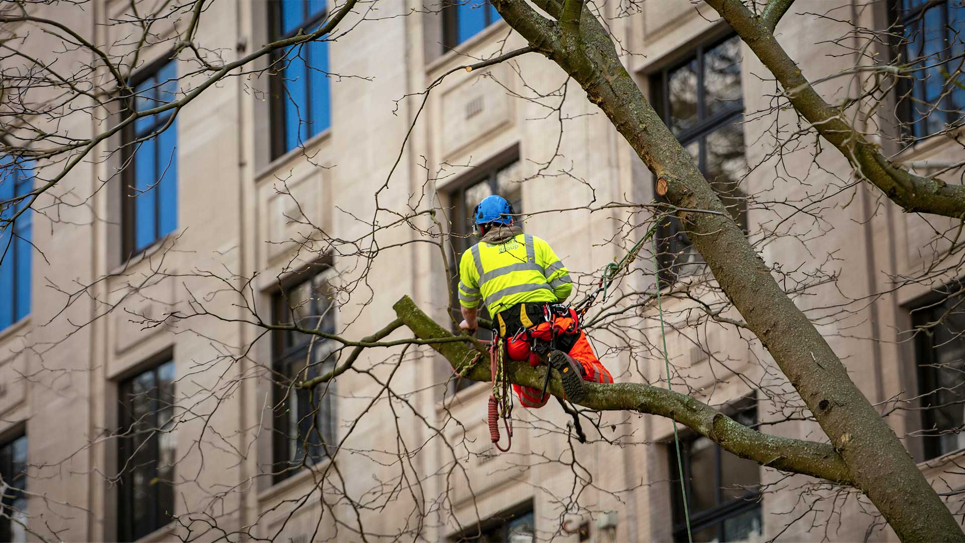 Tree Service Woodbine TX