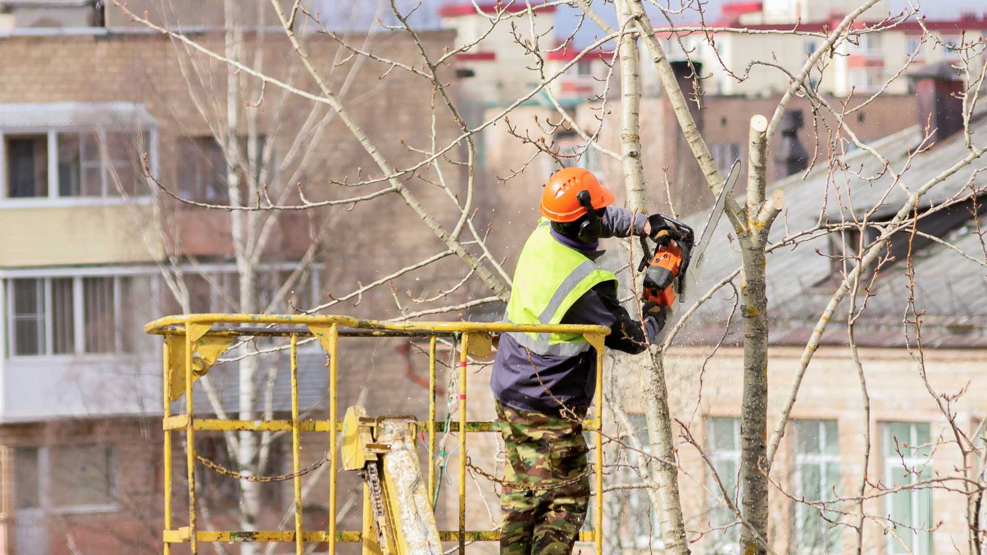 Tree Service Southmayd tx