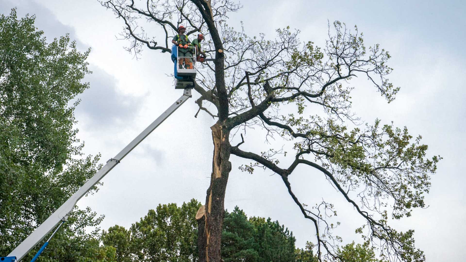 Tree Service PrestonTX