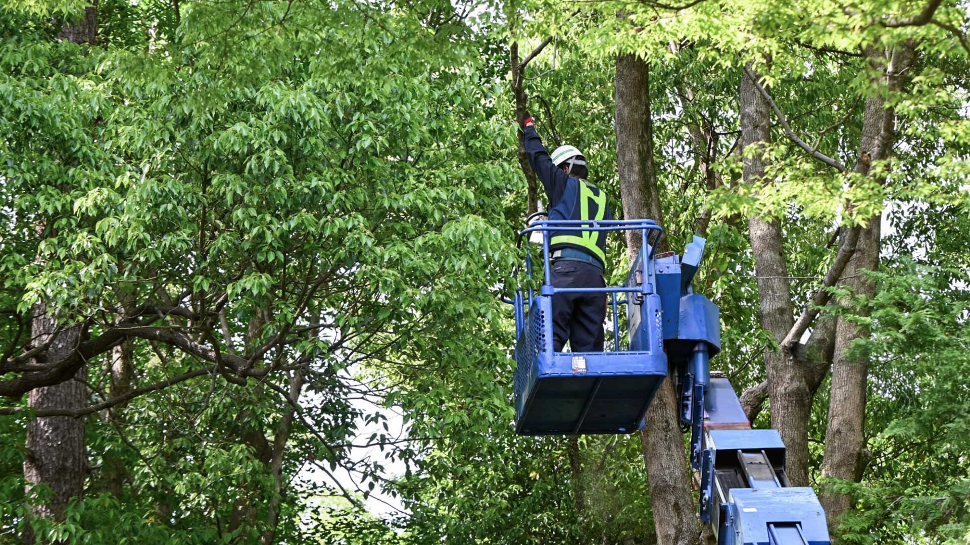 tree service mckinney tx