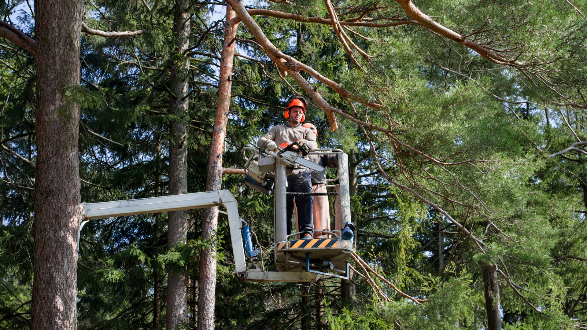 Tree Care Company Knollwood TX