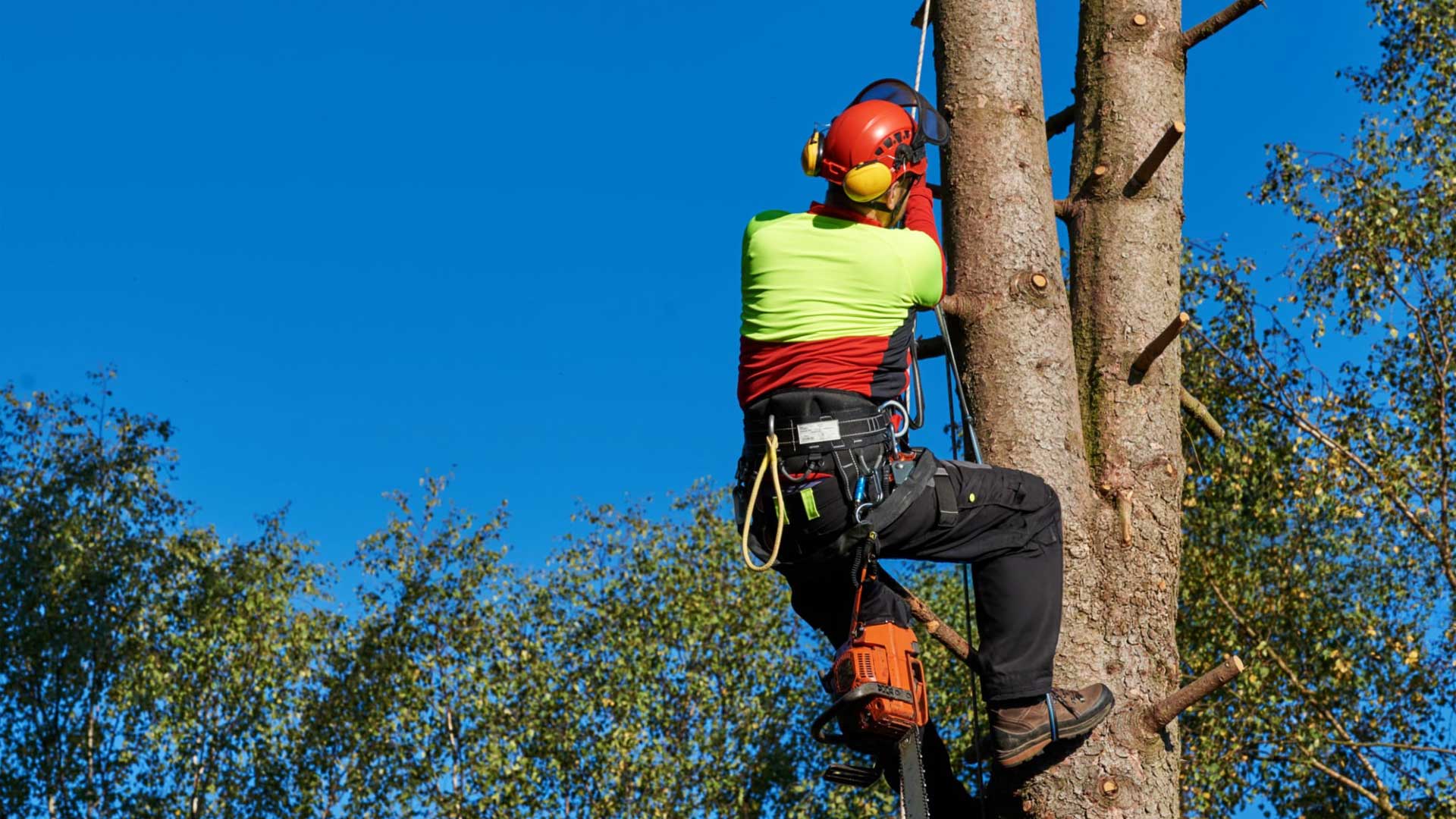 Tree Service Southmayd tx