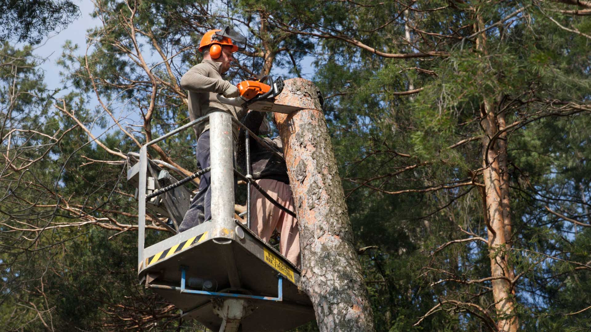 Tree Service Woodbine TX