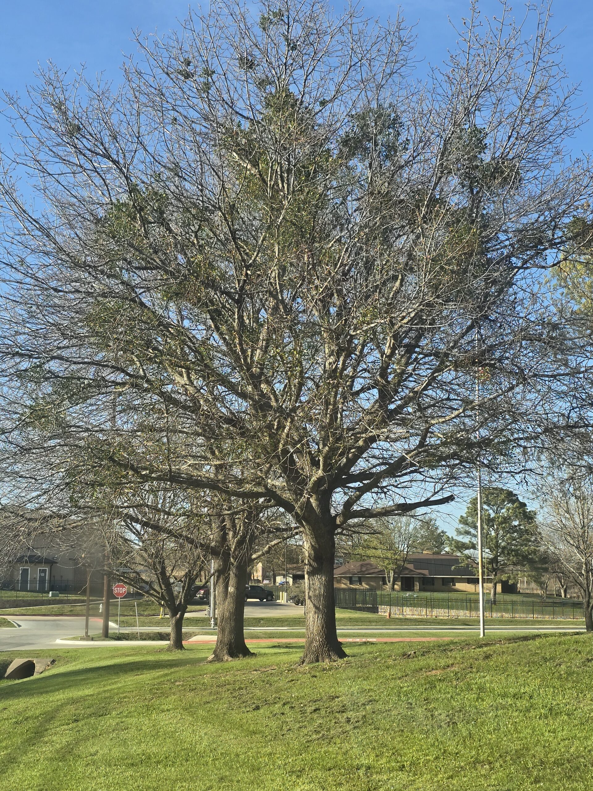 Tree company Texas crew handling outdoor tree care work