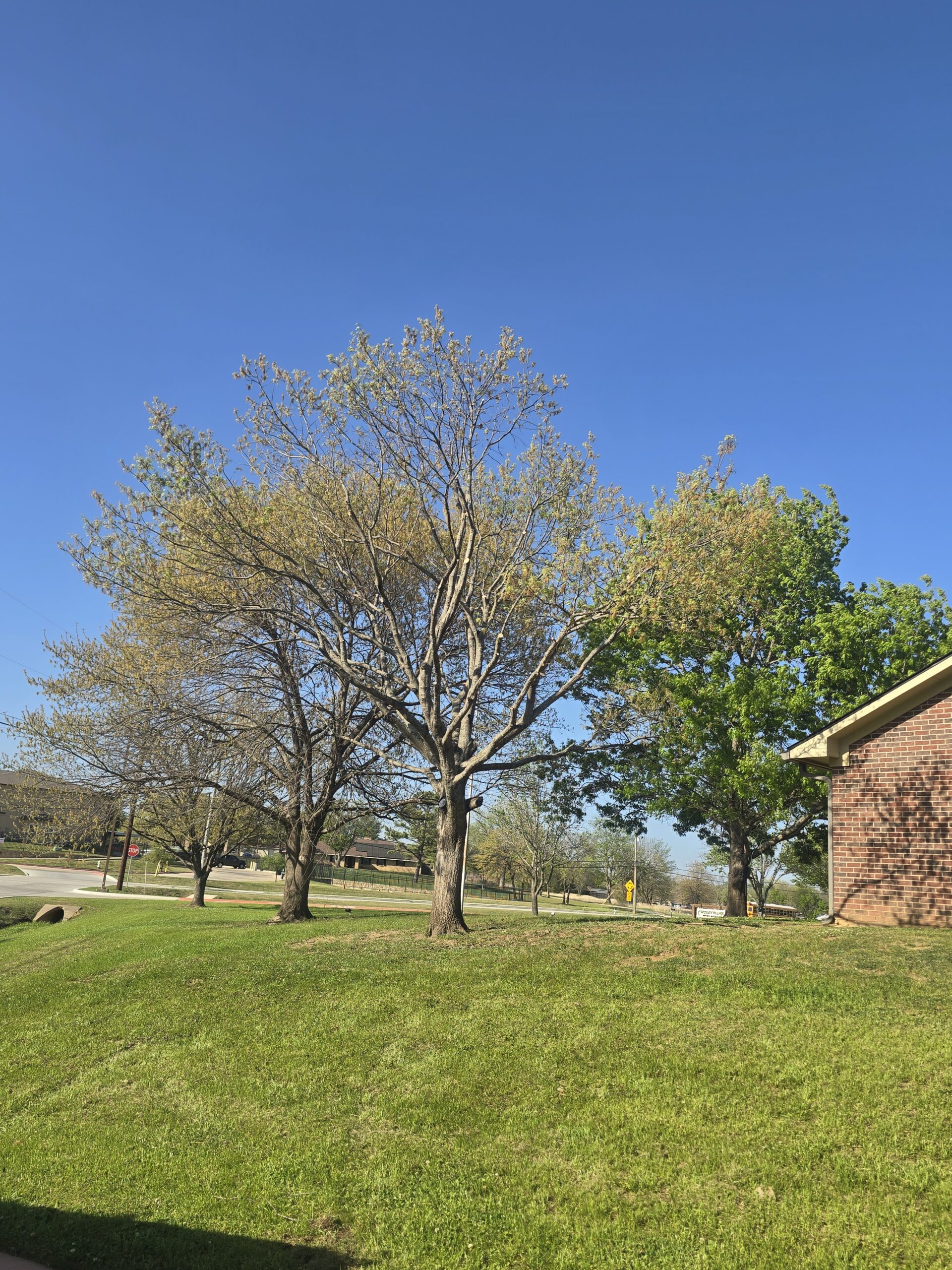 Tree trimming in Howe TX