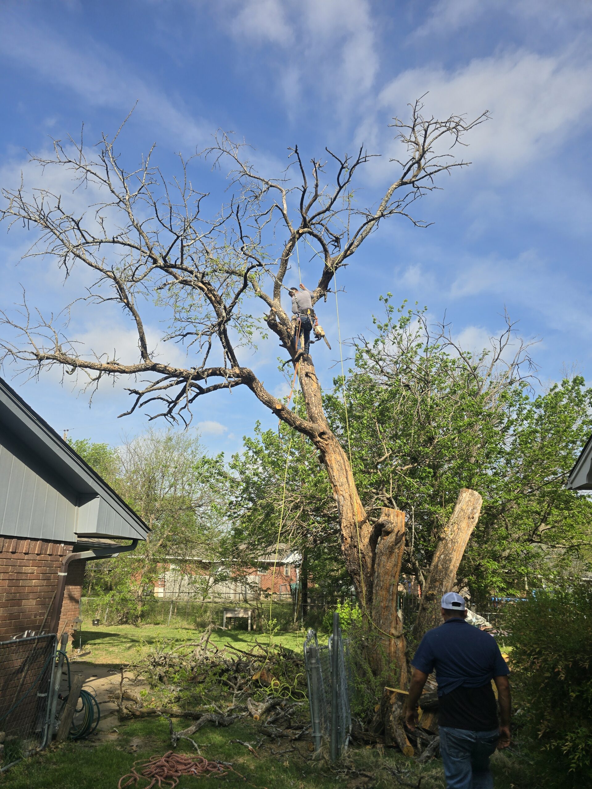 Tree trimming service in Texas
