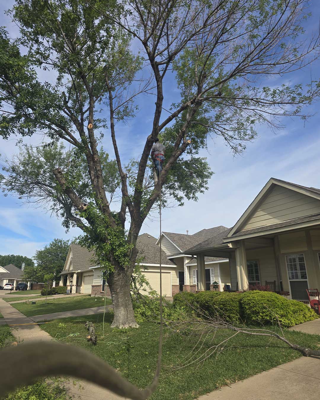 tree trimming celina tx