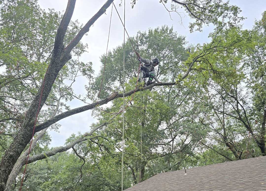 tree trimming dorchester tx