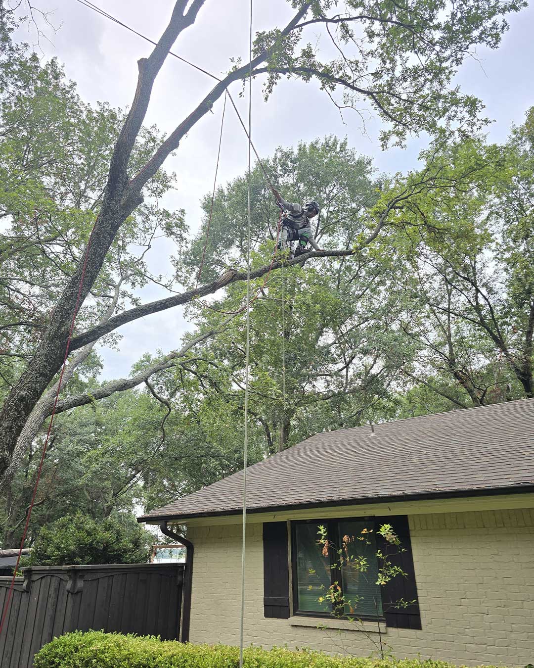 Tree service in Howe TX