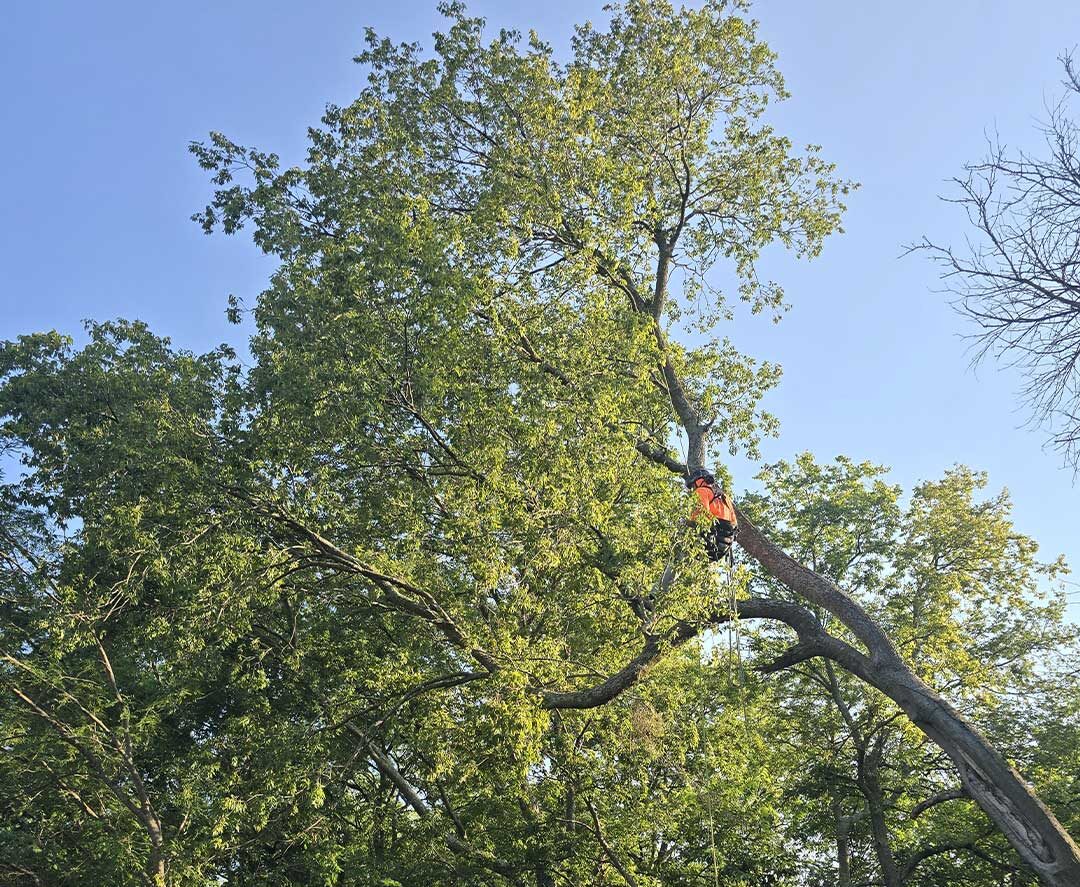 tree trimming celina tx