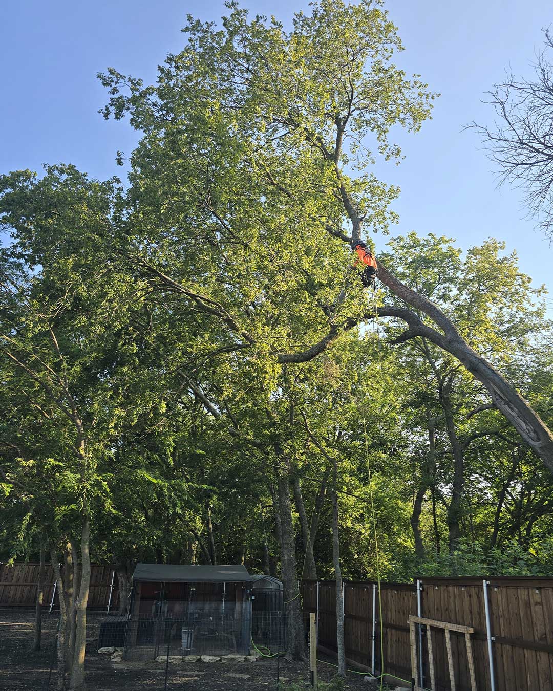Tree company Texas service image for trimming and property care