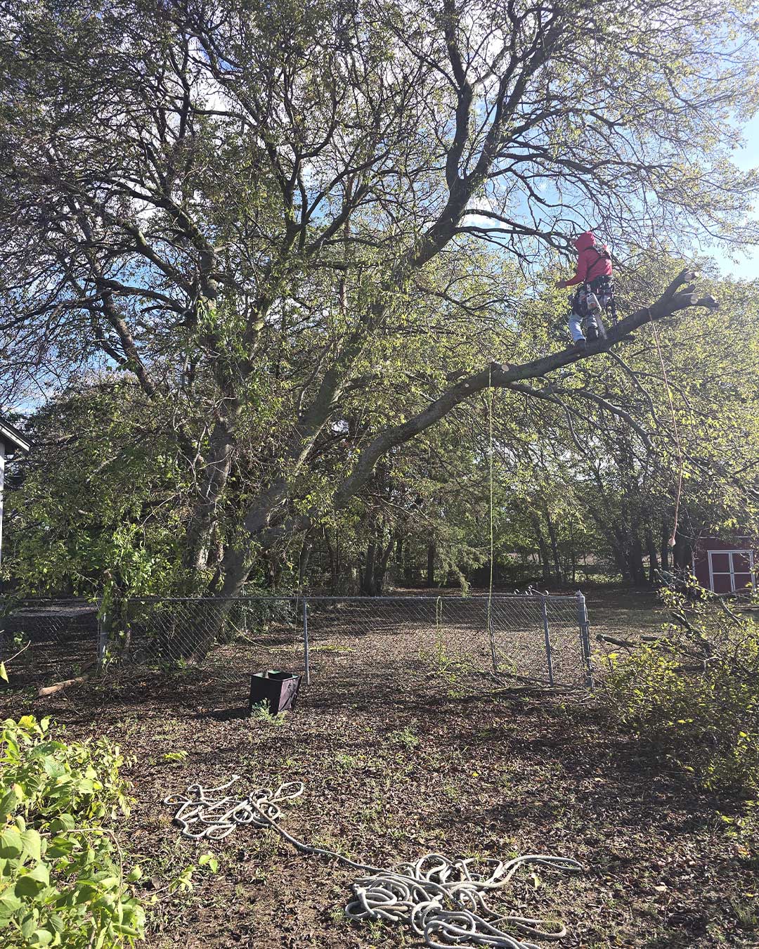 Residential tree trimming service